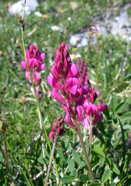 Pflanzenbild gross Berg-Esparsette - Onobrychis montana