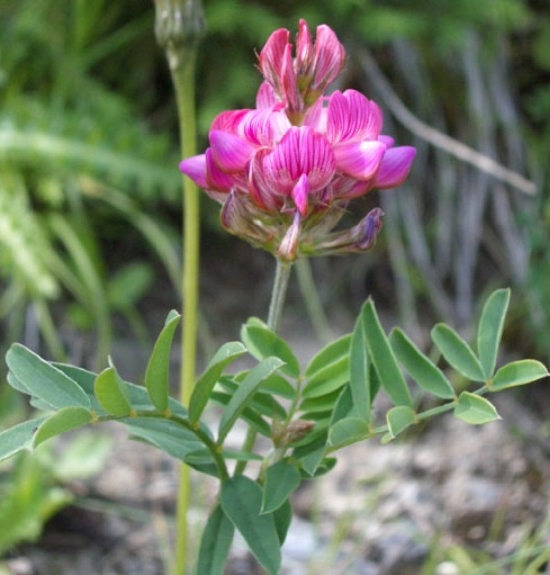 Pflanzenbild gross Berg-Esparsette - Onobrychis montana