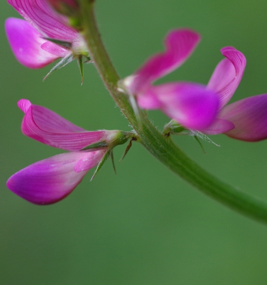 Pflanzenbild gross Berg-Esparsette - Onobrychis montana