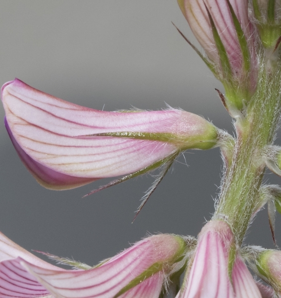 Pflanzenbild gross Saat-Esparsette - Onobrychis viciifolia