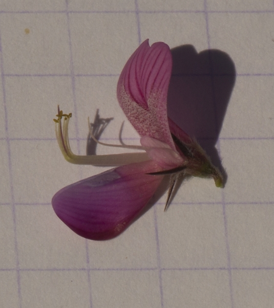 Pflanzenbild gross Berg-Esparsette - Onobrychis montana