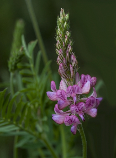 Pflanzenbild gross Saat-Esparsette - Onobrychis viciifolia