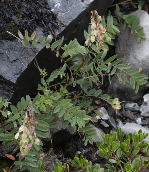 Pflanzenbild gross Alpen-Süssklee - Hedysarum hedysaroides