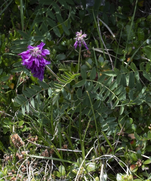 Pflanzenbild gross Alpen-Süssklee - Hedysarum hedysaroides
