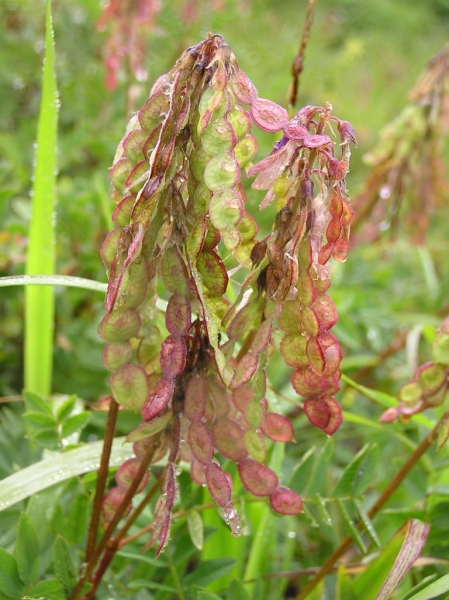 Pflanzenbild gross Alpen-Süssklee - Hedysarum hedysaroides
