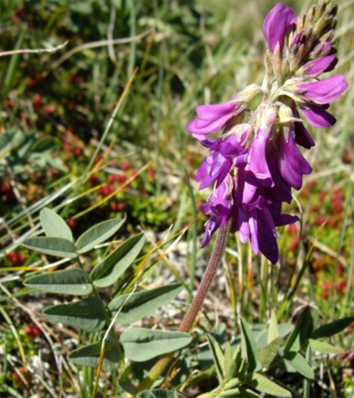 Pflanzenbild gross Alpen-Süssklee - Hedysarum hedysaroides