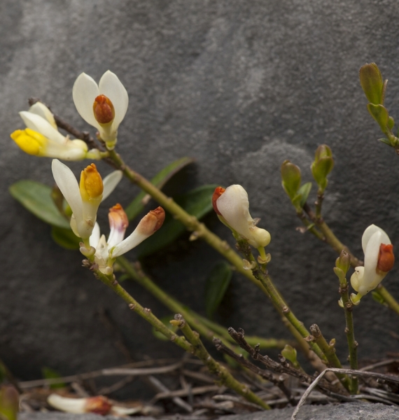 Pflanzenbild gross Buchsblättrige Kreuzblume - Polygala chamaebuxus