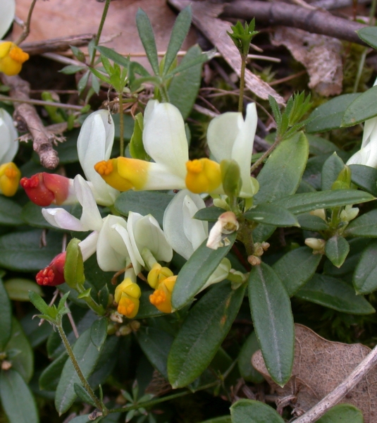 Pflanzenbild gross Buchsblättrige Kreuzblume - Polygala chamaebuxus