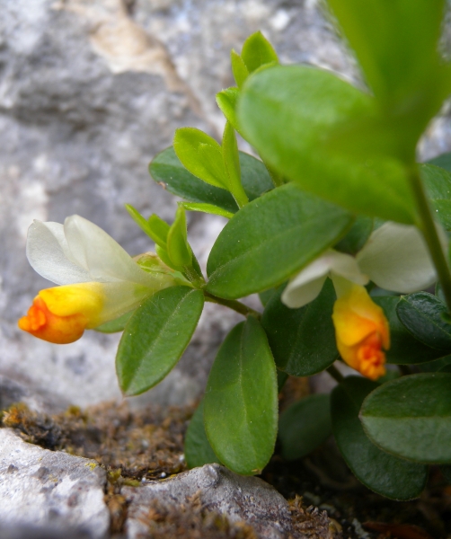 Pflanzenbild gross Buchsblättrige Kreuzblume - Polygala chamaebuxus