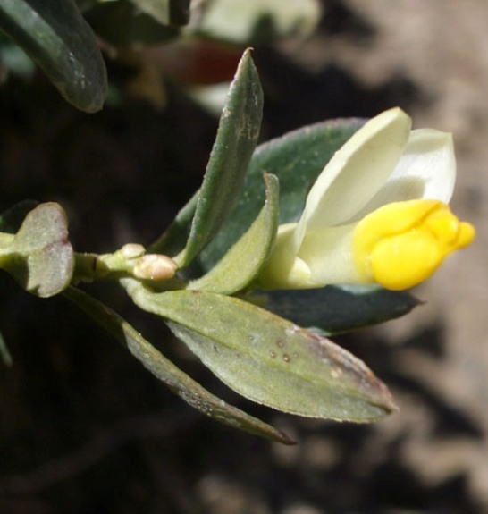 Pflanzenbild gross Buchsblättrige Kreuzblume - Polygala chamaebuxus