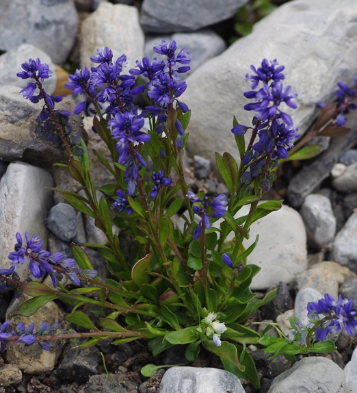 Pflanzenbild gross Sumpf-Kreuzblume - Polygala amarella