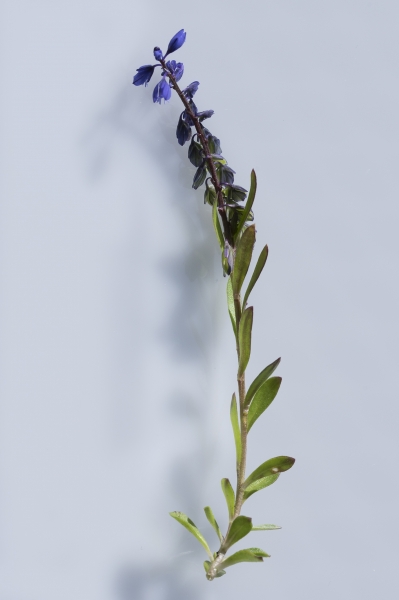 Pflanzenbild gross Voralpen-Kreuzblume - Polygala alpestris