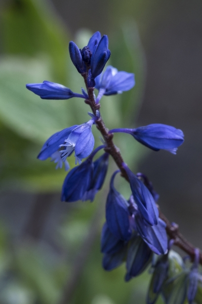 Pflanzenbild gross Voralpen-Kreuzblume - Polygala alpestris