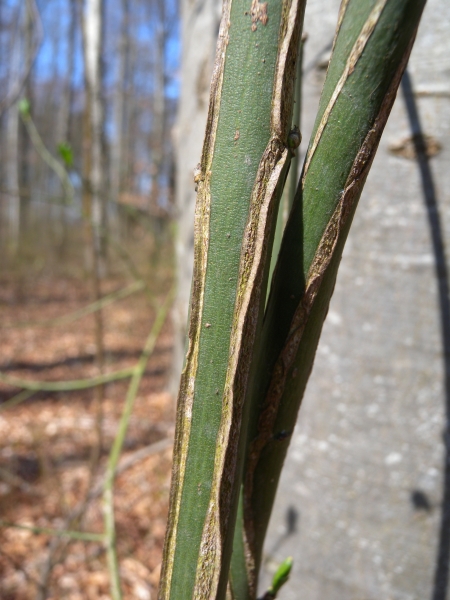 Pflanzenbild gross Gemeines Pfaffenhütchen - Euonymus europaeus