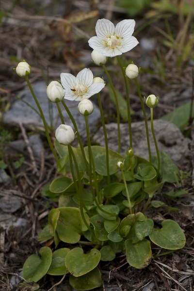 Pflanzenbild gross Sumpf-Herzblatt - Parnassia palustris