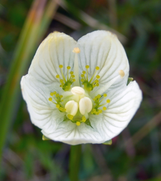 Pflanzenbild gross Sumpf-Herzblatt - Parnassia palustris