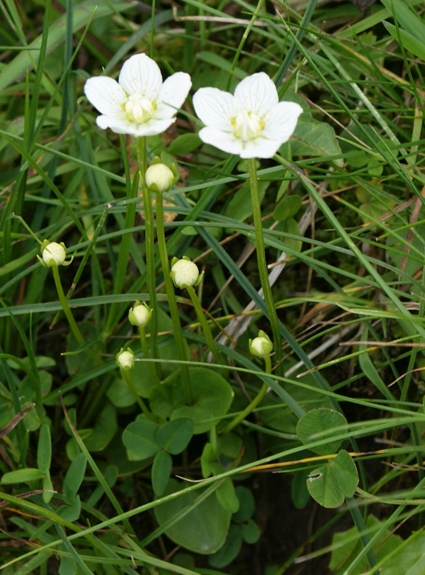 Pflanzenbild gross Sumpf-Herzblatt - Parnassia palustris