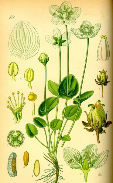 Pflanzenbild gross Sumpf-Herzblatt - Parnassia palustris
