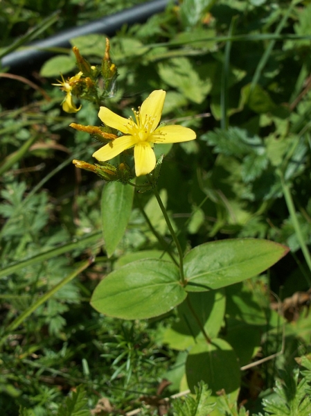 Pflanzenbild gross Berg-Johanniskraut - Hypericum montanum