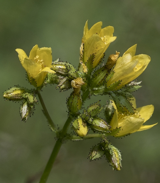 Pflanzenbild gross Berg-Johanniskraut - Hypericum montanum