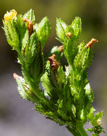 Pflanzenbild gross Berg-Johanniskraut - Hypericum montanum