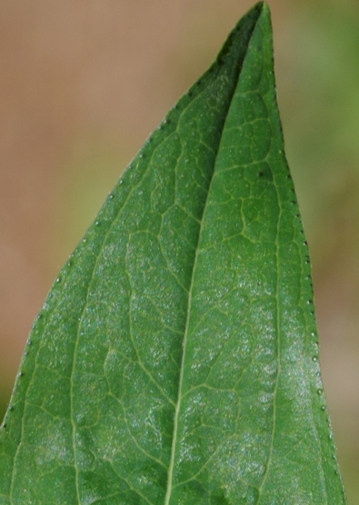 Pflanzenbild gross Berg-Johanniskraut - Hypericum montanum