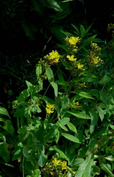 Pflanzenbild gross Berg-Johanniskraut - Hypericum montanum