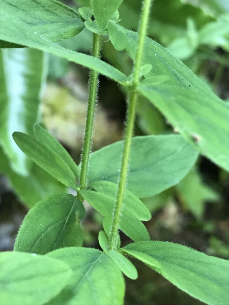 Pflanzenbild gross Behaartes Johanniskraut - Hypericum hirsutum