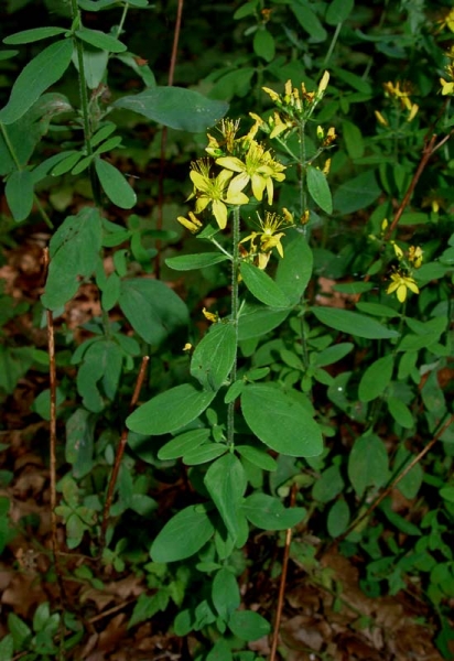 Pflanzenbild gross Behaartes Johanniskraut - Hypericum hirsutum