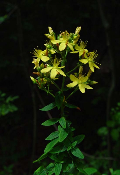Pflanzenbild gross Behaartes Johanniskraut - Hypericum hirsutum