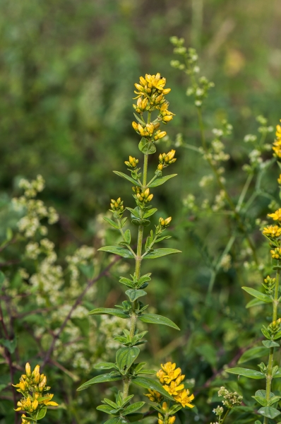 Pflanzenbild gross Behaartes Johanniskraut - Hypericum hirsutum