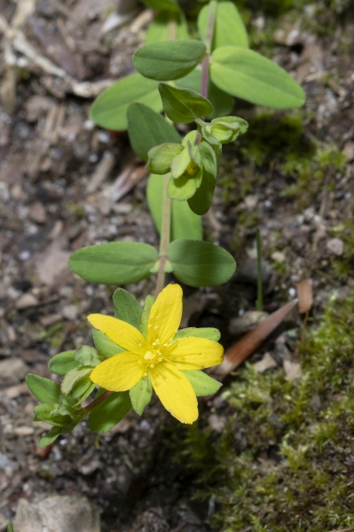 Pflanzenbild gross Niederliegendes Johanniskraut - Hypericum humifusum