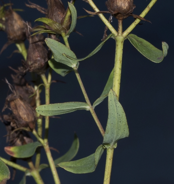 Pflanzenbild gross Echtes Johanniskraut - Hypericum perforatum
