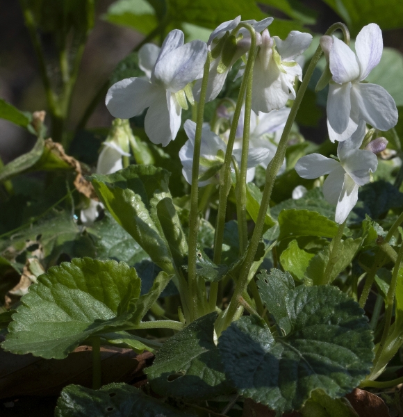 Pflanzenbild gross Wohlriechendes Veilchen - Viola odorata