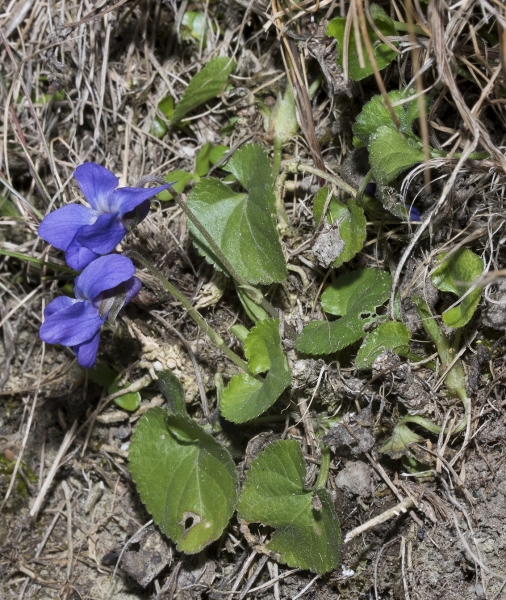 Pflanzenbild gross Wohlriechendes Veilchen - Viola odorata
