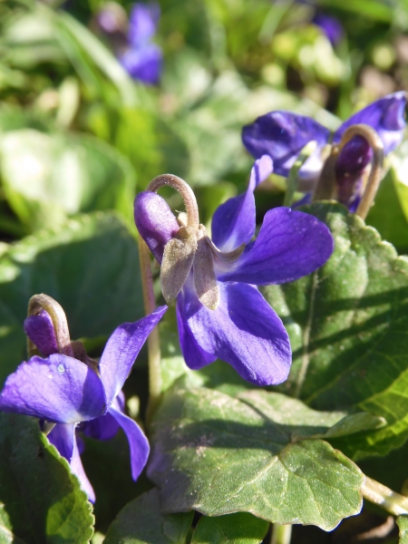 Pflanzenbild gross Wohlriechendes Veilchen - Viola odorata
