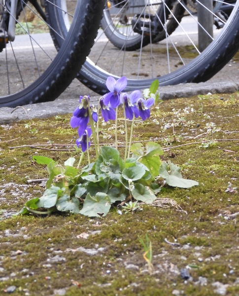 Pflanzenbild gross Wohlriechendes Veilchen - Viola odorata