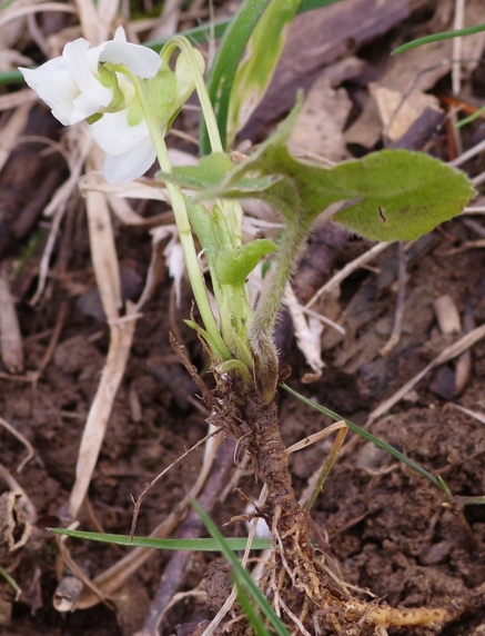 Pflanzenbild gross Weisses Veilchen - Viola alba
