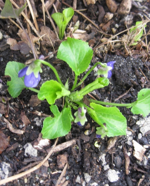 Pflanzenbild gross Wohlriechendes Veilchen - Viola odorata