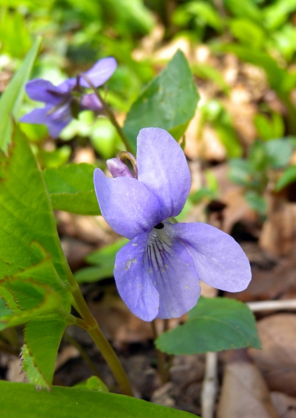 Pflanzenbild gross Wald-Veilchen - Viola reichenbachiana