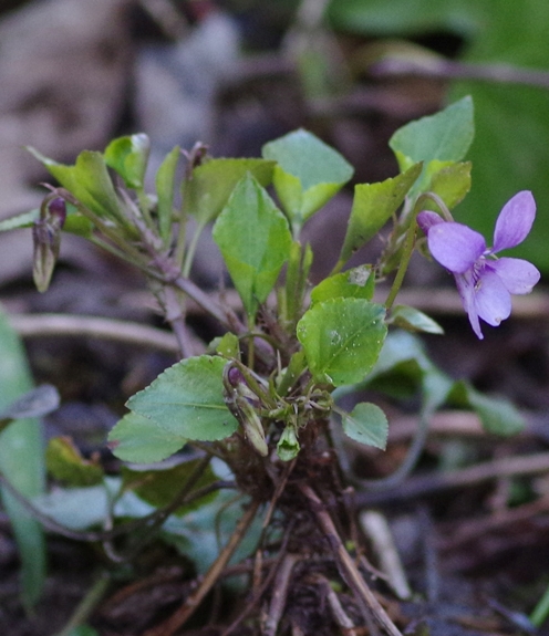 Pflanzenbild gross Wald-Veilchen - Viola reichenbachiana