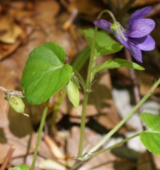 Pflanzenbild gross Wald-Veilchen - Viola reichenbachiana