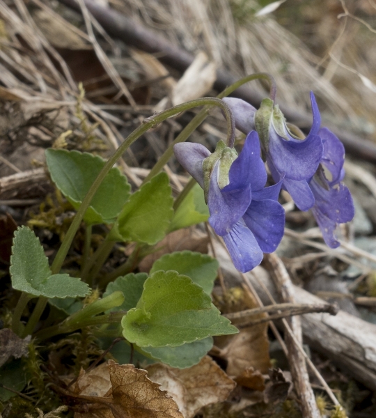 Pflanzenbild gross Hain-Veilchen - Viola riviniana