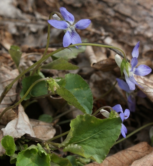 Pflanzenbild gross Hain-Veilchen - Viola riviniana