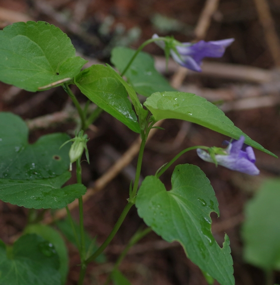 Pflanzenbild gross Hain-Veilchen - Viola riviniana