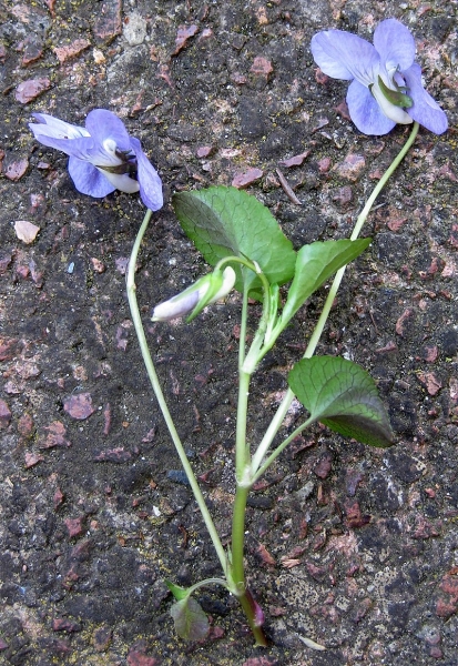 Pflanzenbild gross Hain-Veilchen - Viola riviniana