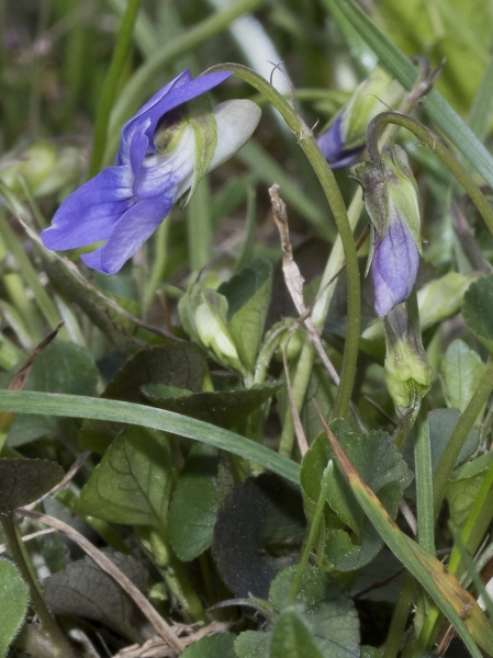 Pflanzenbild gross Hain-Veilchen - Viola riviniana