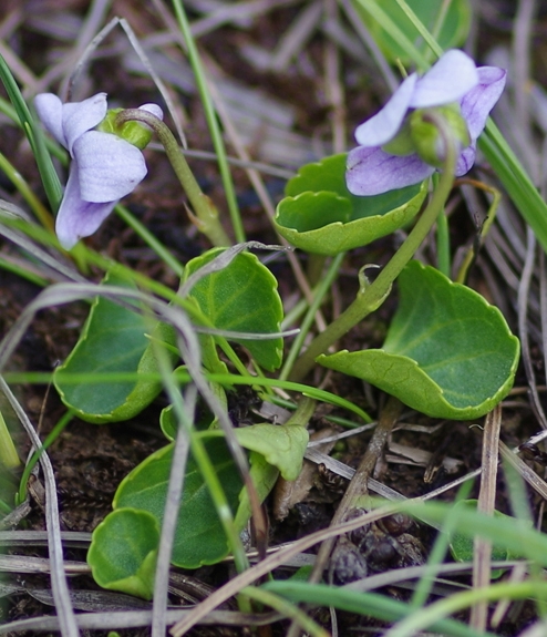 Pflanzenbild gross Sumpf-Veilchen - Viola palustris