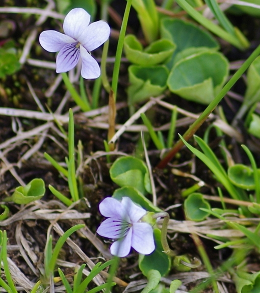 Pflanzenbild gross Sumpf-Veilchen - Viola palustris