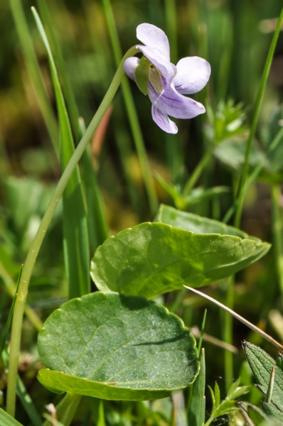 Pflanzenbild gross Sumpf-Veilchen - Viola palustris